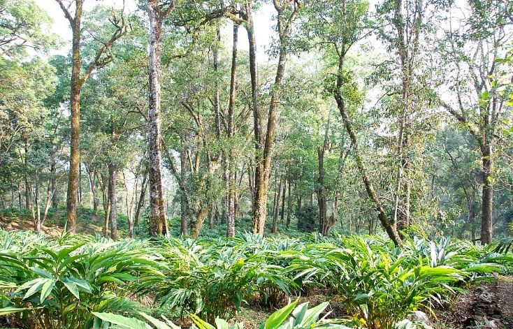Cardamom plantations (right)